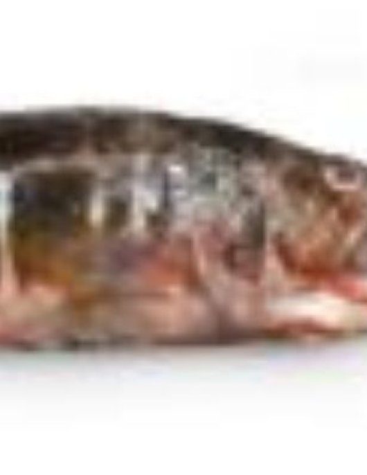 Garoupa