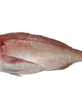 Pargo