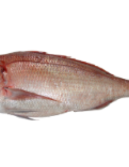 Pargo