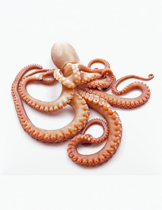 Polvo